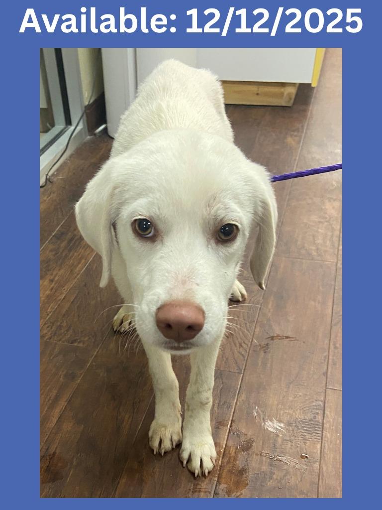 Dog Kennel # 2, Adoptable, Puppy Male Husky & Great Pyrenees.