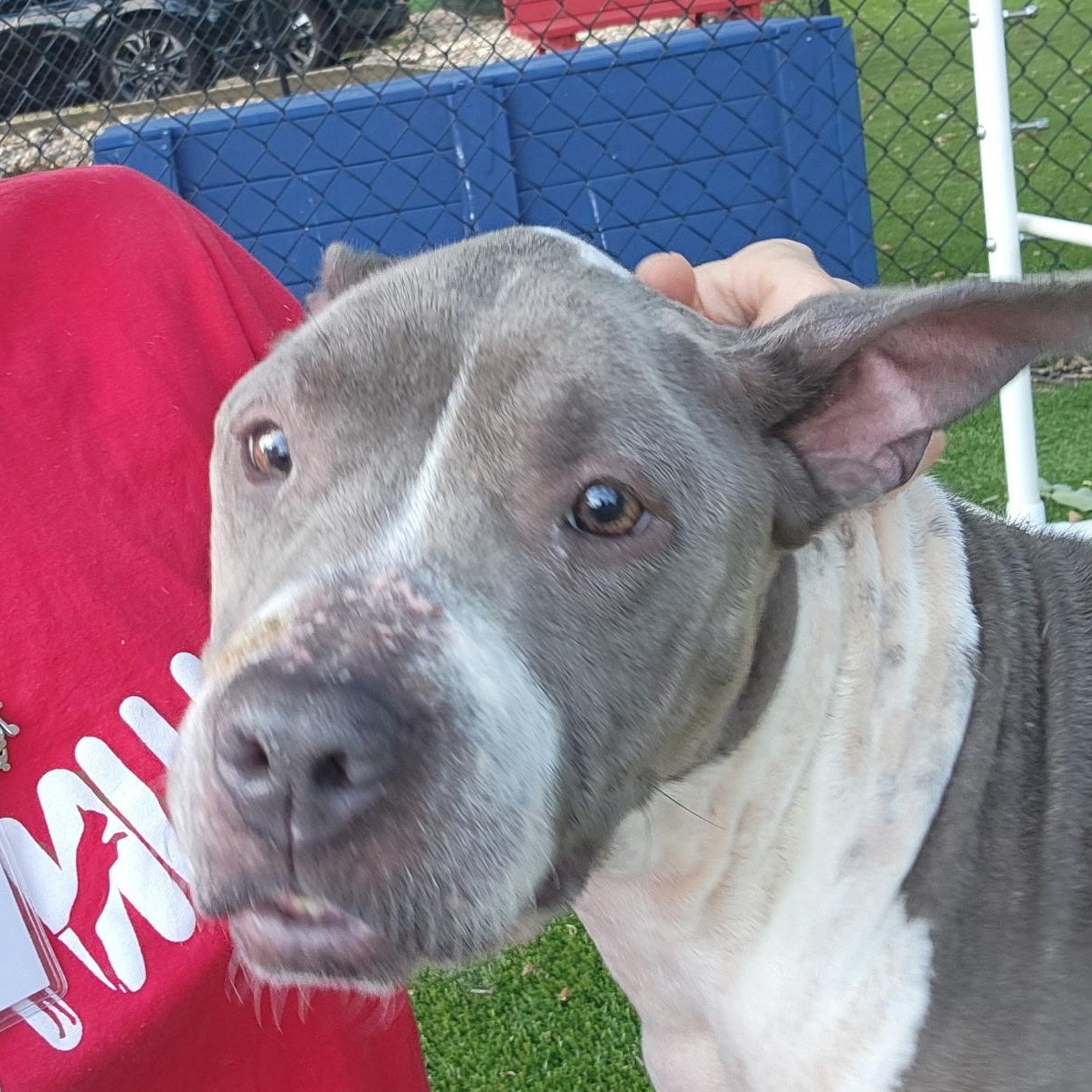 Keena, a Adoptable mixed breed in Allen, TX image 1/4