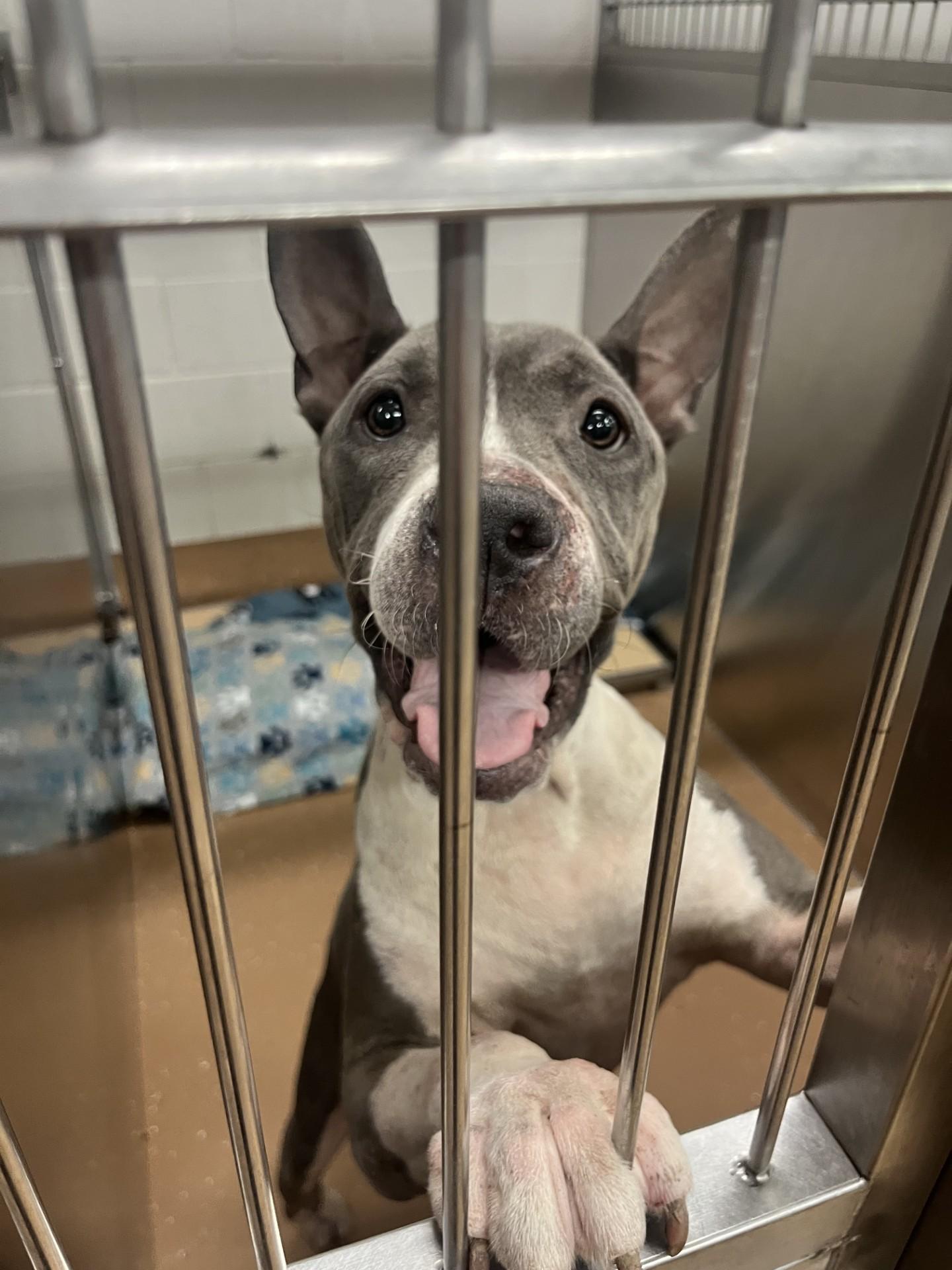 Enlarge Keena, a Adoptable mixed breed in Allen, TX image 1/1