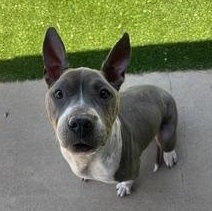 Keena, Adoptable, Adult Female Pit Bull Terrier.