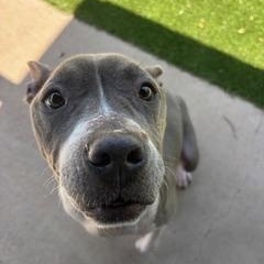 Keena, a Adoptable mixed breed in Allen, TX image 6/6