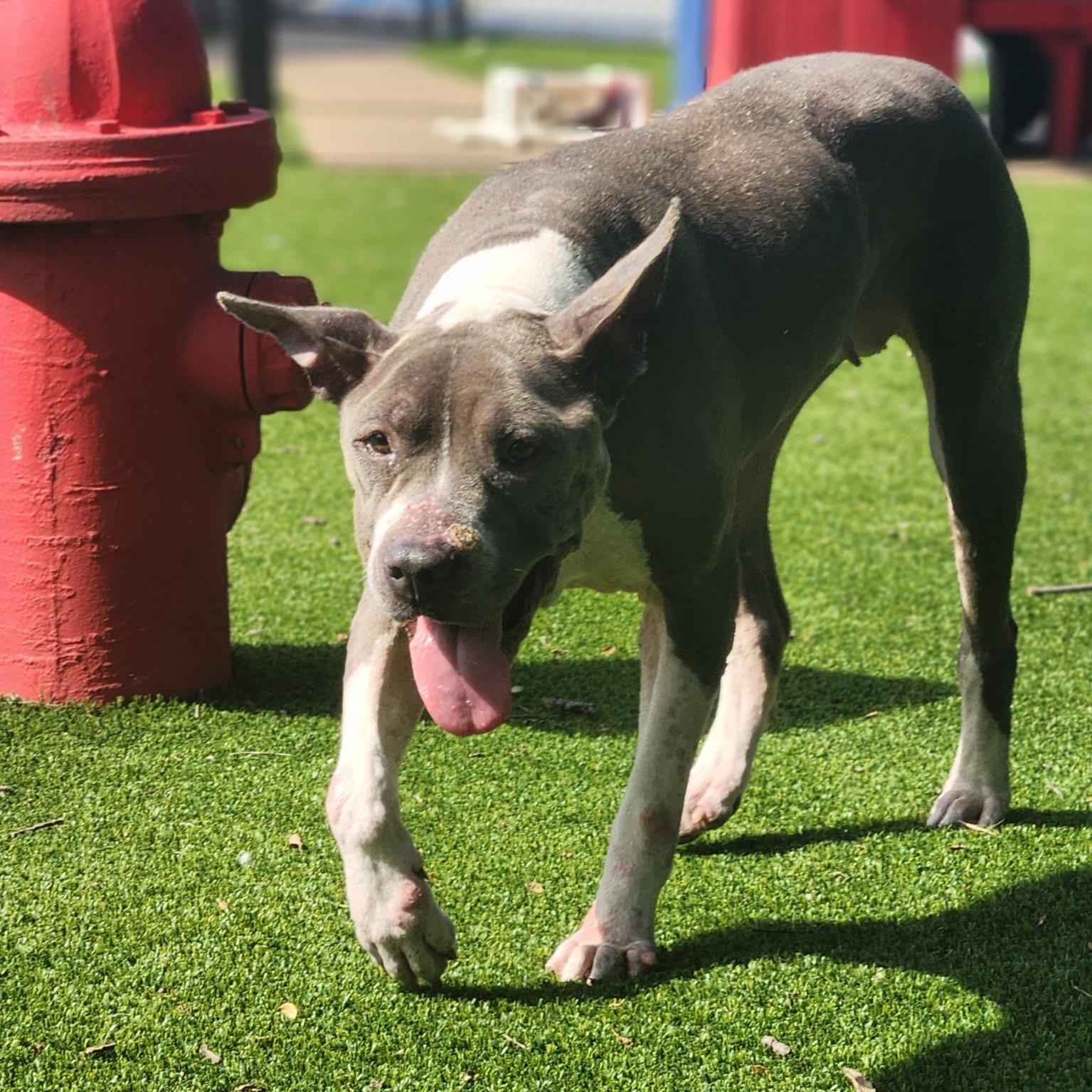 Keena, a Adoptable mixed breed in Allen, TX image 4/4