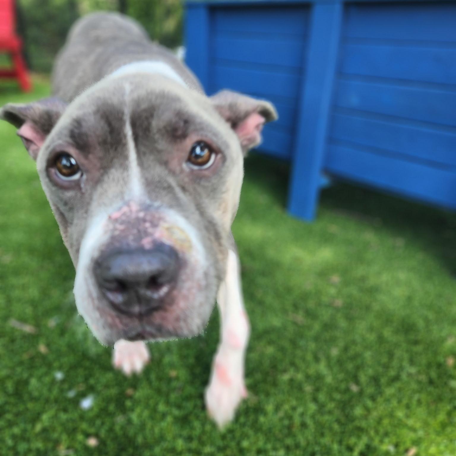 Keena, a Adoptable mixed breed in Allen, TX image 3/4