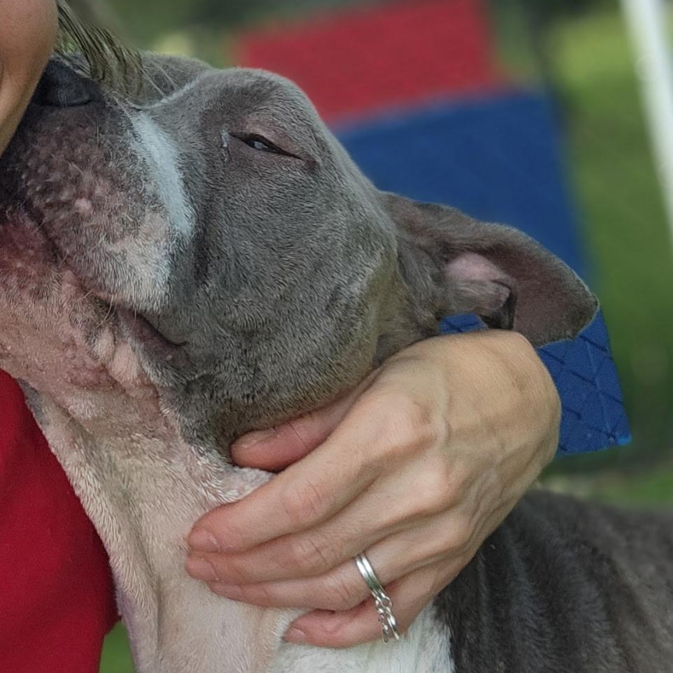 Keena, a Adoptable mixed breed in Allen, TX image 2/4