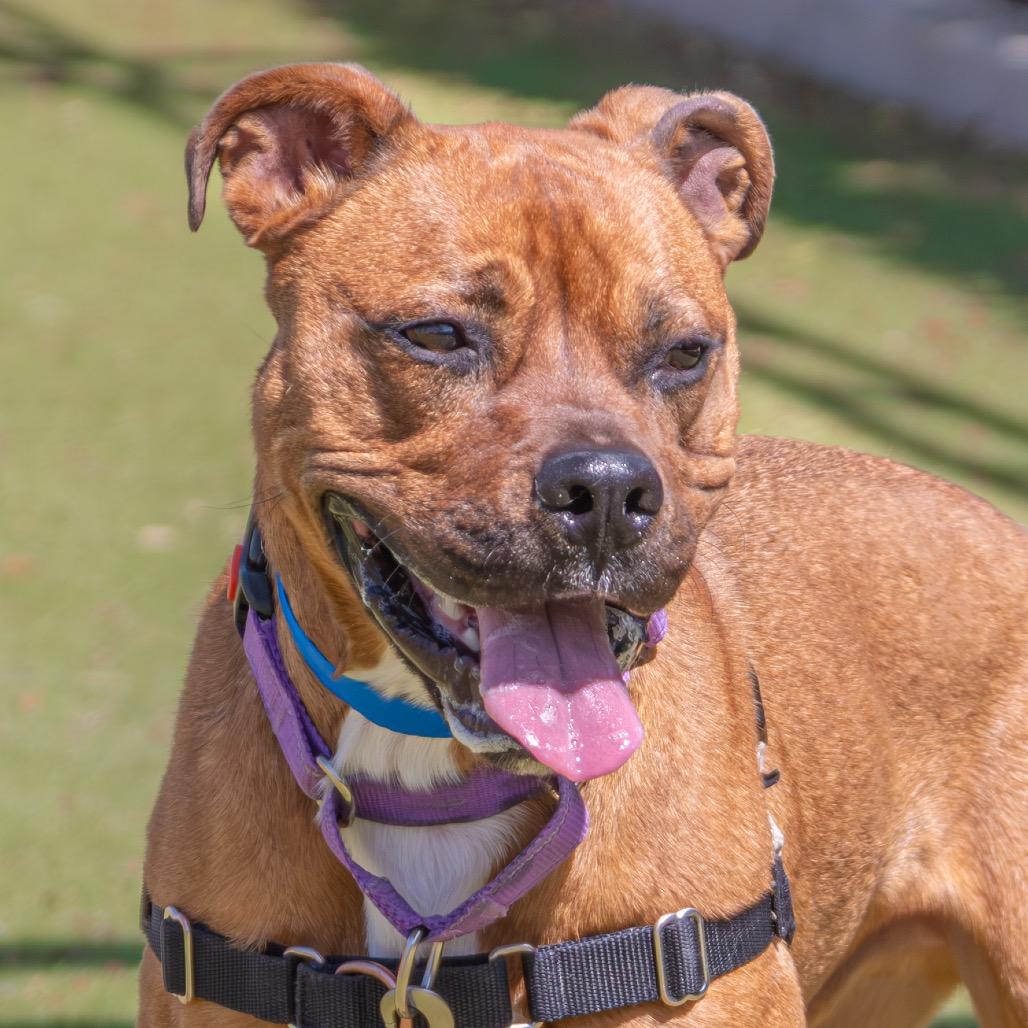 Enlarge Moose, a Adoptable mixed breed in Albuquerque, NM image 1/6