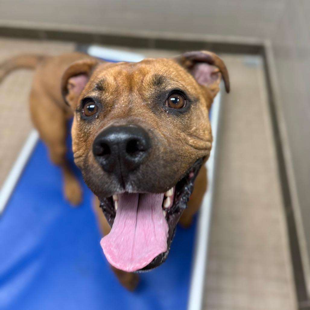 Enlarge Moose, a Adoptable mixed breed in Albuquerque, NM image 2/6