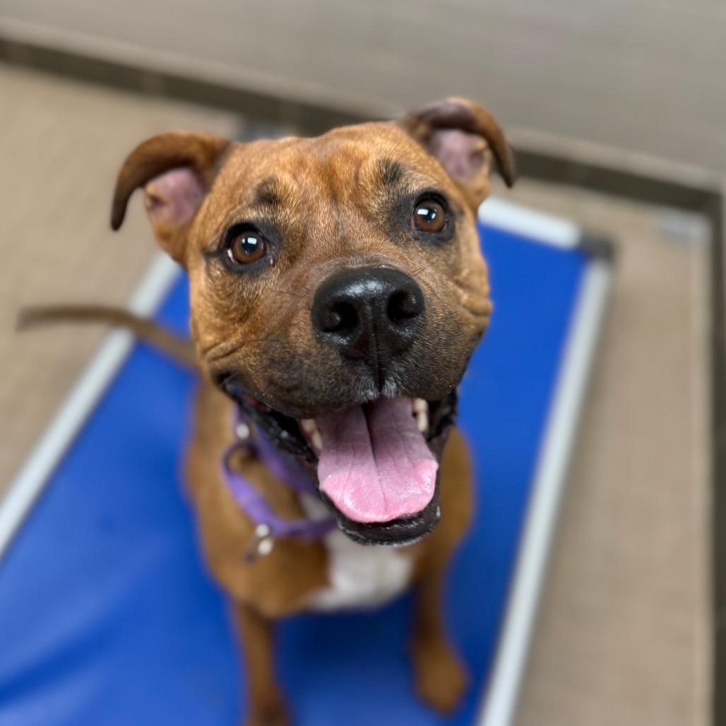 Enlarge Moose, a Adoptable mixed breed in Albuquerque, NM image 3/6