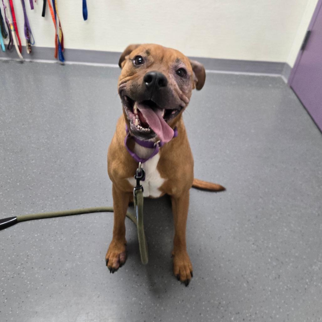 Enlarge Moose, a Adoptable mixed breed in Albuquerque, NM image 4/6