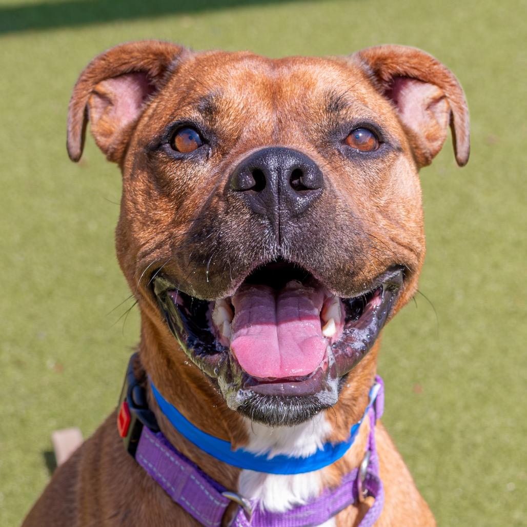 Enlarge Moose, a Adoptable mixed breed in Albuquerque, NM image 5/6