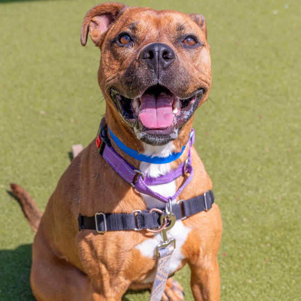 Enlarge Moose, a Adoptable mixed breed in Albuquerque, NM image 6/6