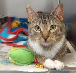 Enlarge CA 119 Gabon, a Adoptable Domestic Short Hair in Glen Allen, VA image 1/2