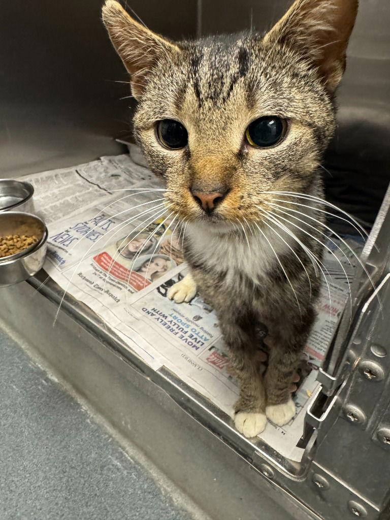 Enlarge CA 119 Gabon, a Adoptable Domestic Short Hair in Glen Allen, VA image 2/2