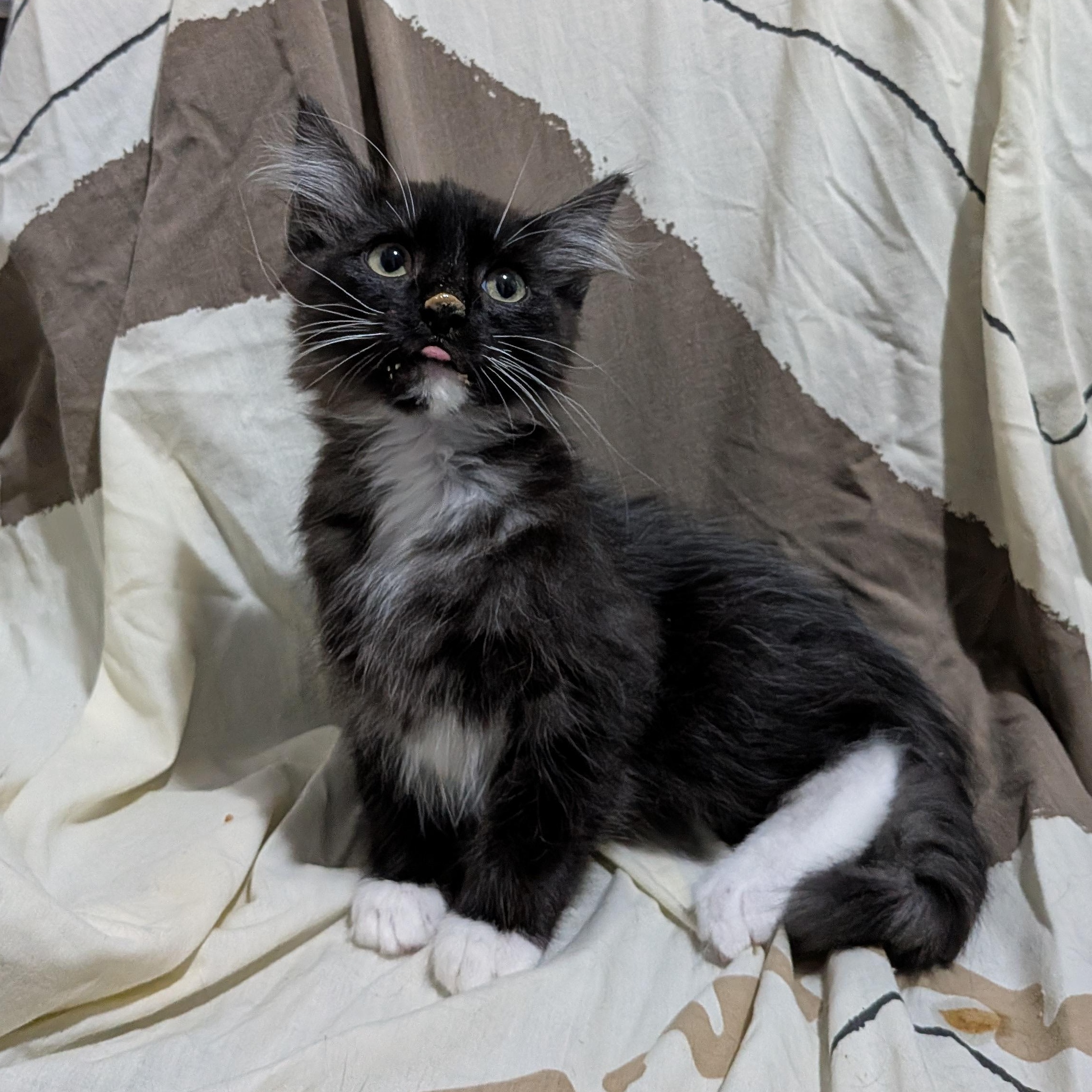 Enlarge Koi, an adopted Domestic Medium Hair in Chilliwack, BC image 1/1