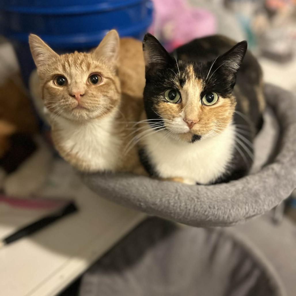 Kiki 2, a Adoptable Domestic Short Hair in LYLE, MN image 2/6