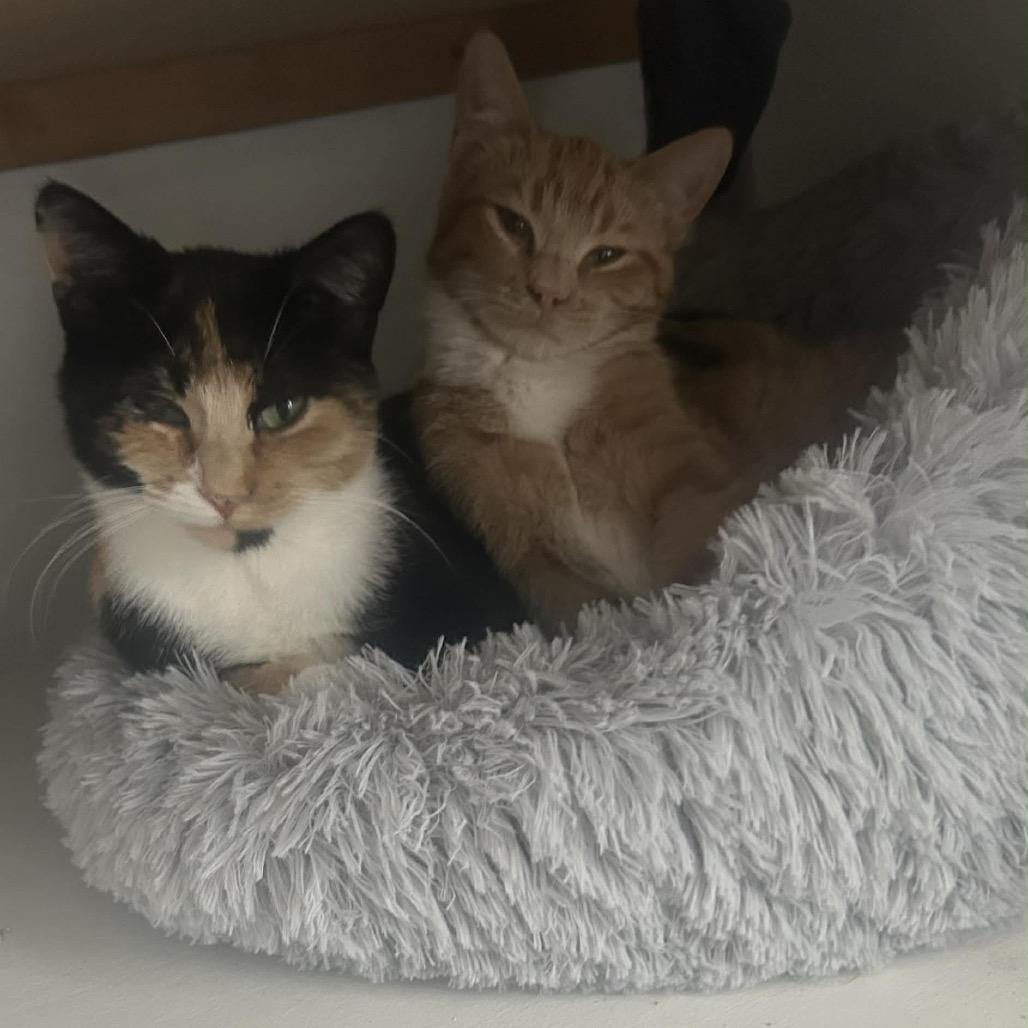 Kiki 2, a Adoptable Domestic Short Hair in LYLE, MN image 4/6