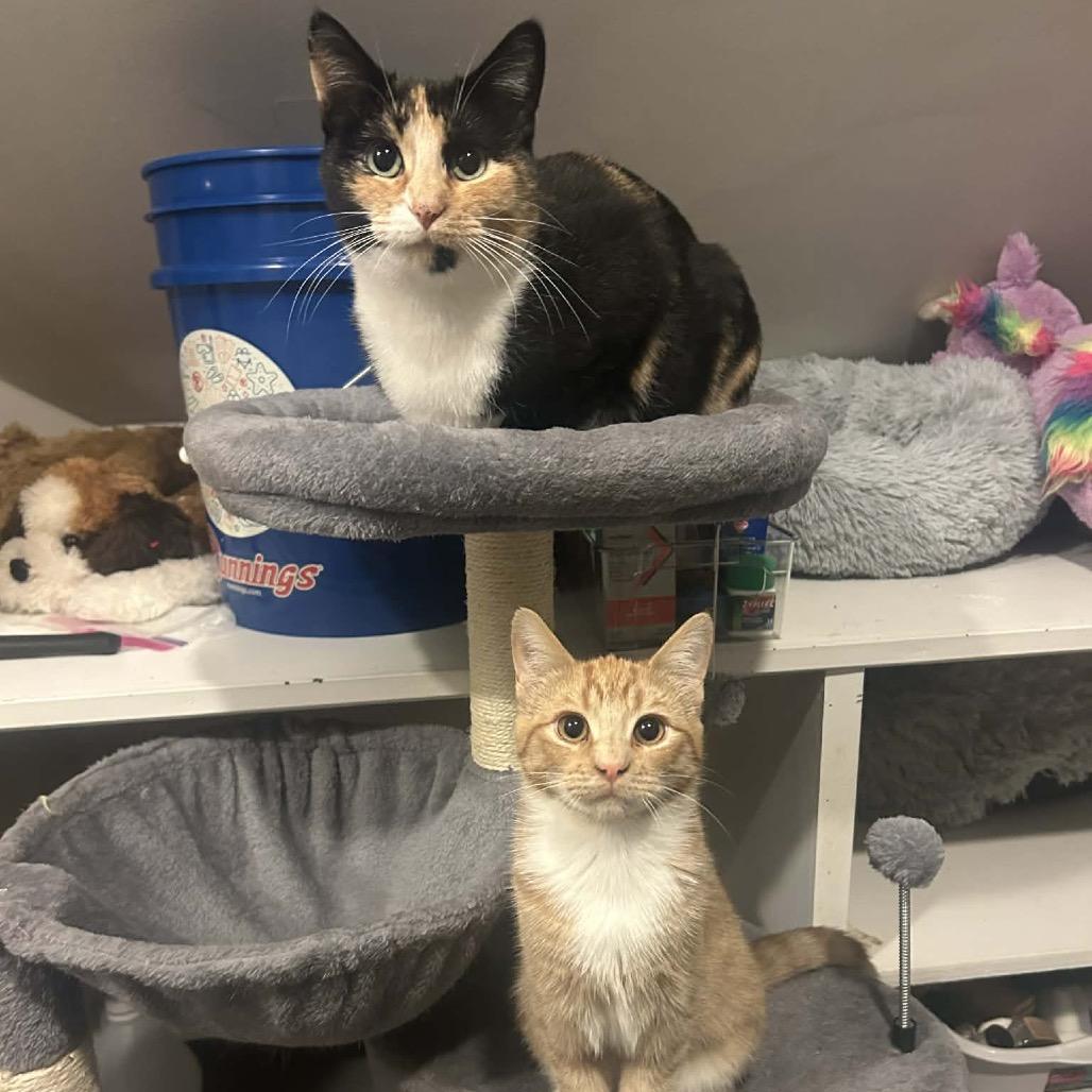 Kiki 2, a Adoptable Domestic Short Hair in LYLE, MN image 5/6