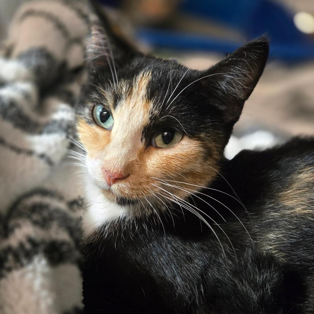 Kiki 2, Adoptable, Adult Female Domestic Short Hair.