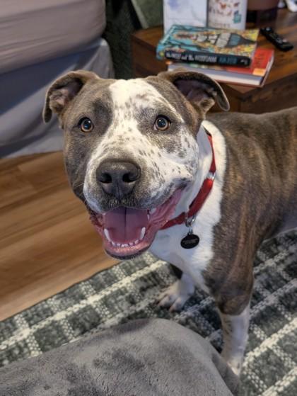 Strut, Adoptable, Adult Male Terrier & Mixed Breed.