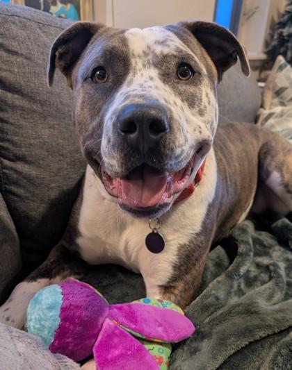 Enlarge Strut, a Adoptable mixed breed in Bellevue, WA image 1/3