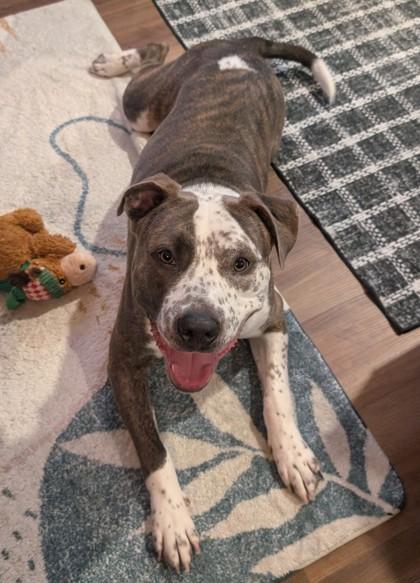 Enlarge Strut, a Adoptable mixed breed in Bellevue, WA image 3/3