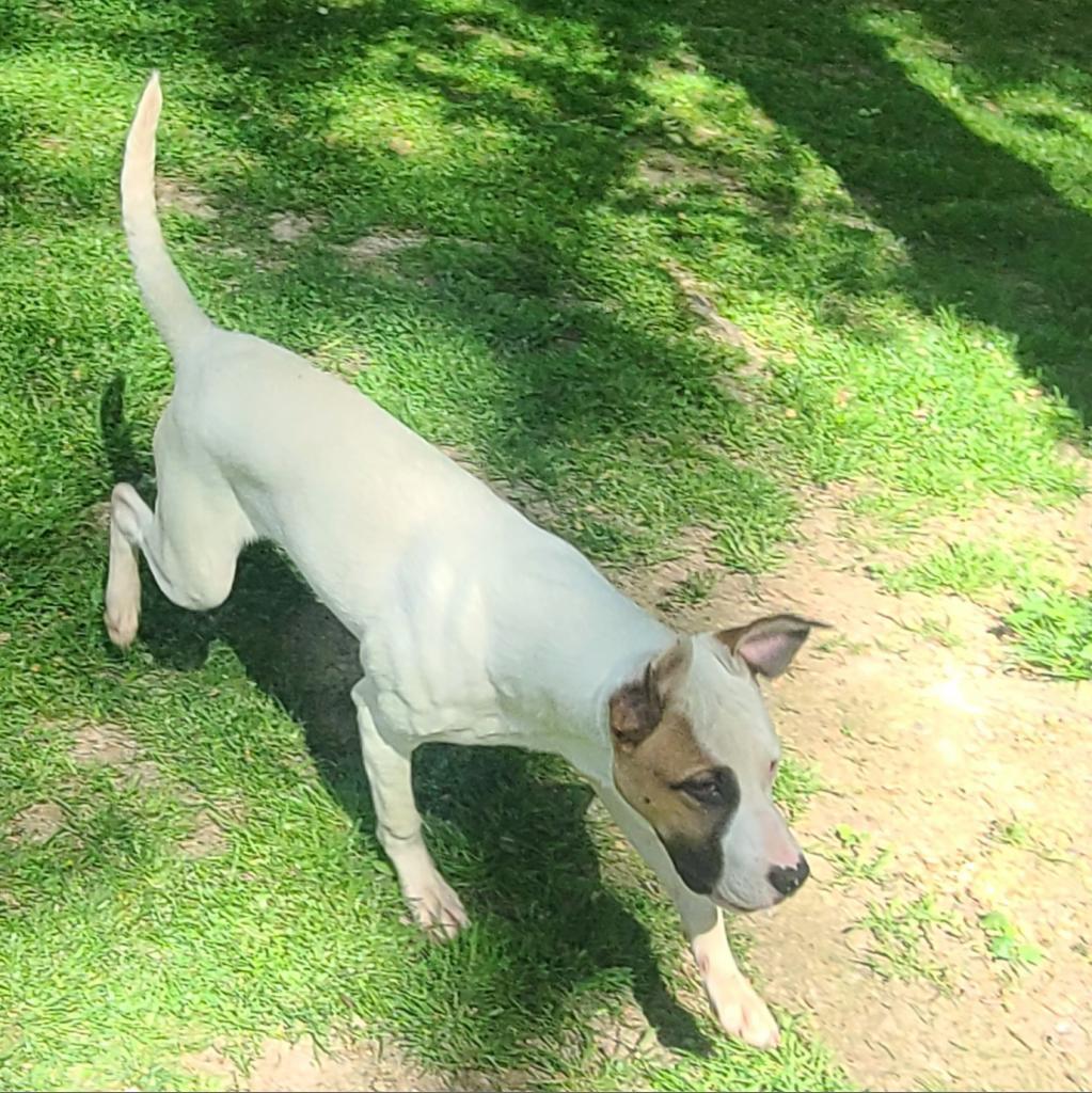 Tylen, a Adoptable mixed breed in Phoenix, AZ image 2/5