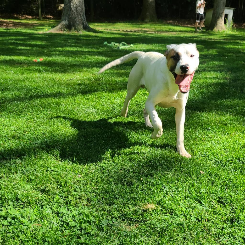 Tylen, a Adoptable mixed breed in Phoenix, AZ image 3/5