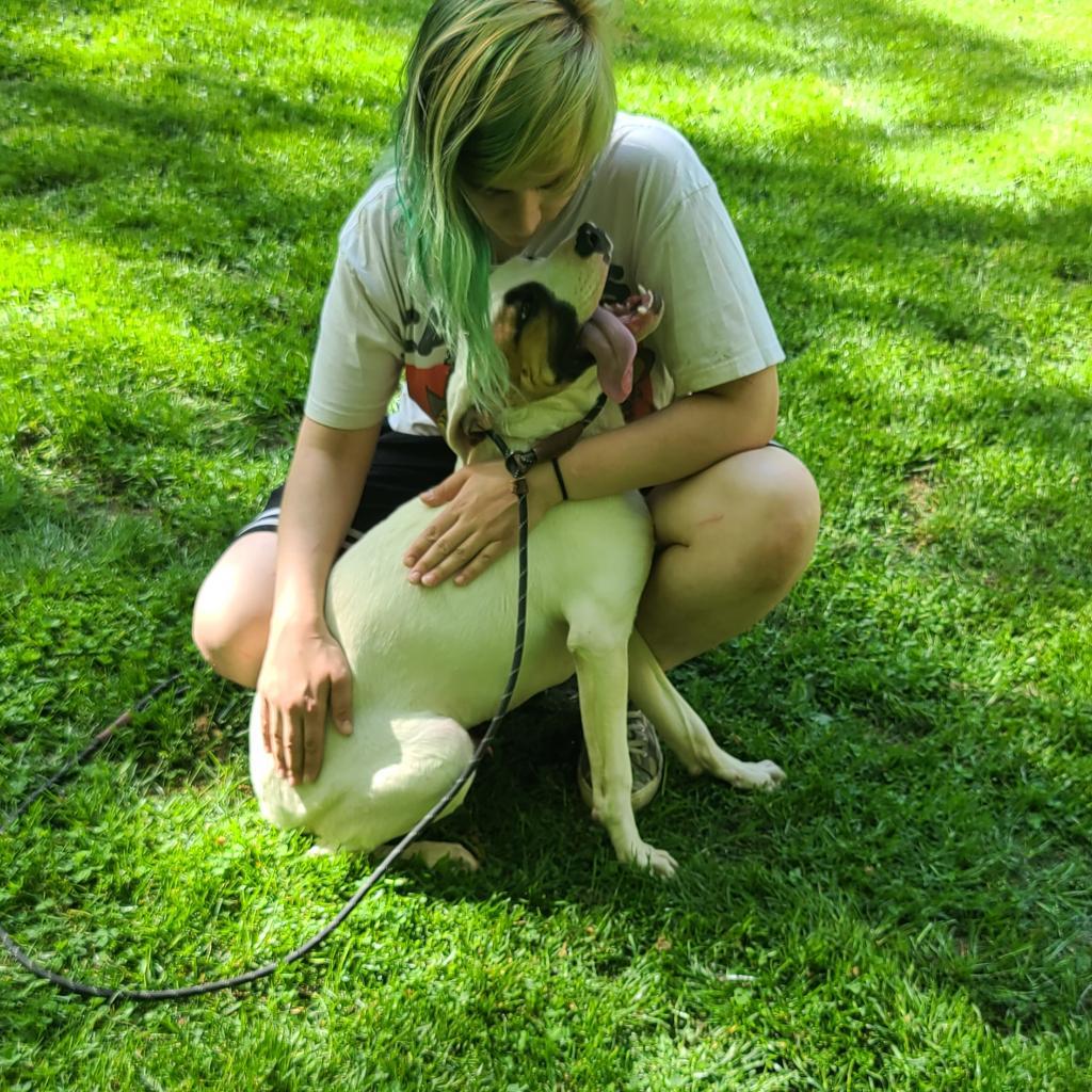 Tylen, a Adoptable mixed breed in Phoenix, AZ image 4/5