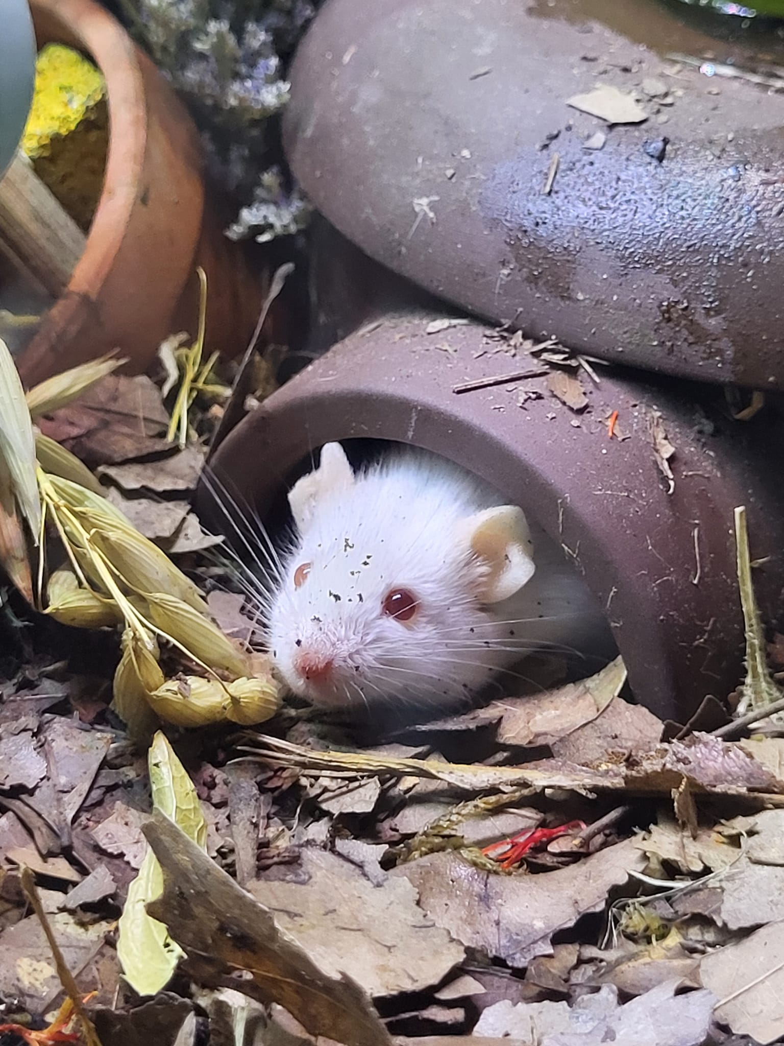 Vanilla Bean, a Adoptable Mouse in Walker, LA image 1/2