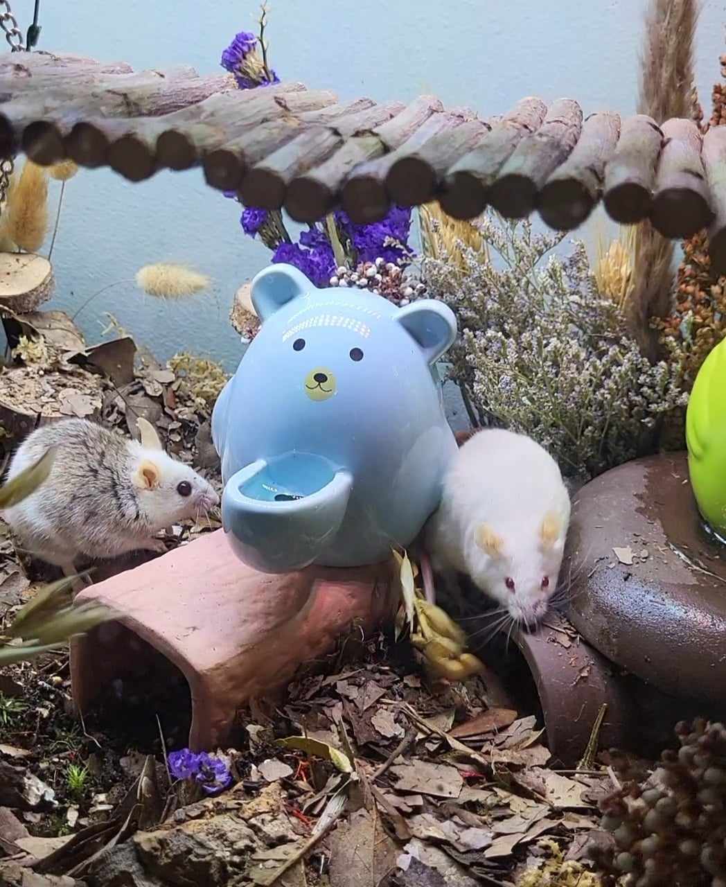 Vanilla Bean, Adoptable, Adult Male Mouse.