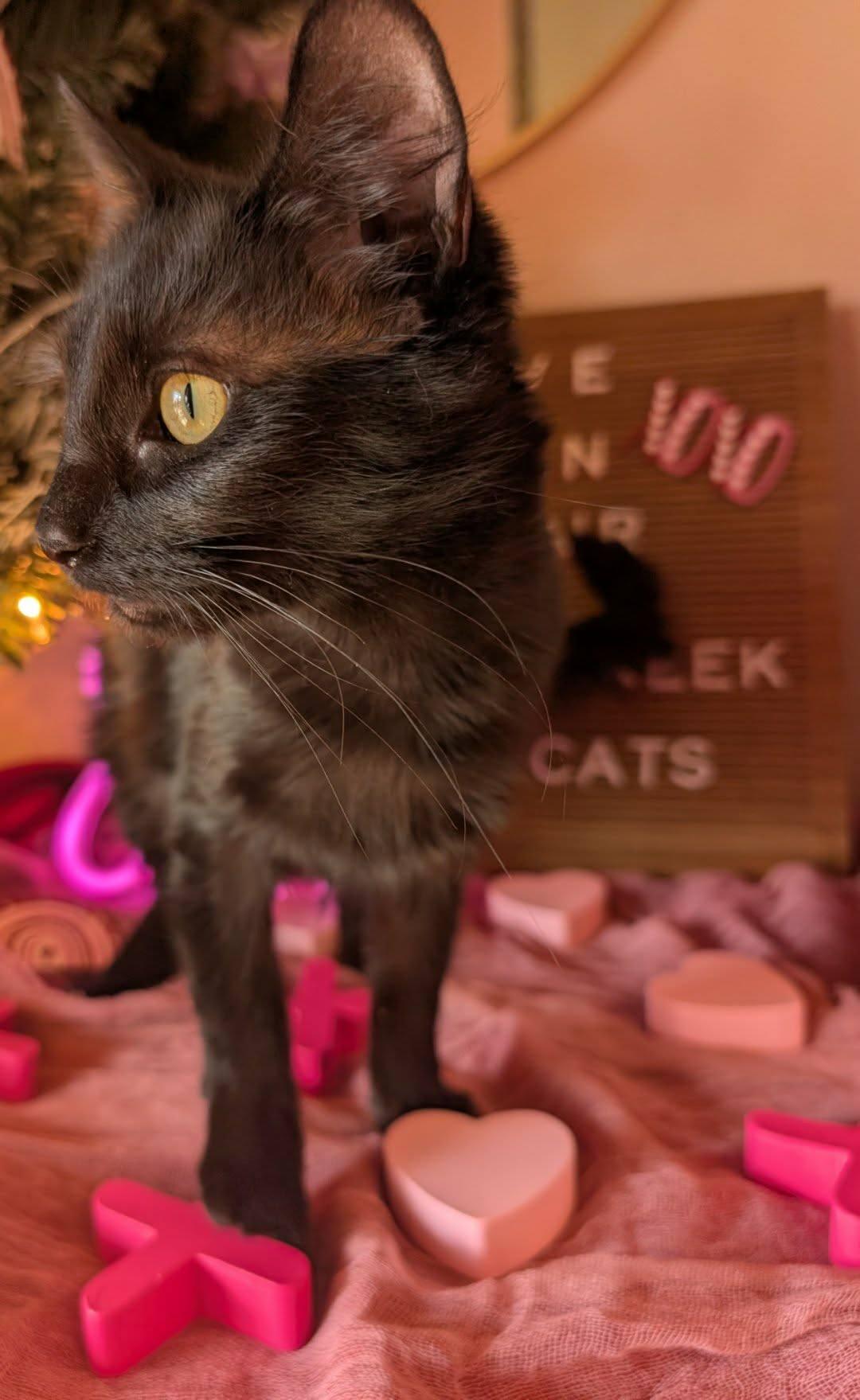 Nyx, adopted, Young Female Domestic Medium Hair.