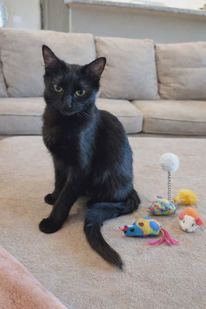 Enlarge Nyx, an adopted Domestic Medium Hair in Mabank, TX image 5/6