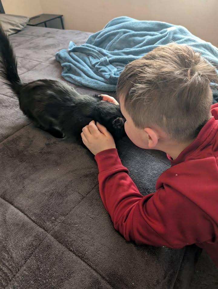 Enlarge Nyx, an adopted Domestic Medium Hair in Mabank, TX image 6/6