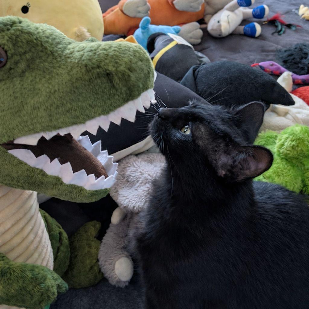 Enlarge Nyx, an adopted Domestic Medium Hair in Mabank, TX image 2/6