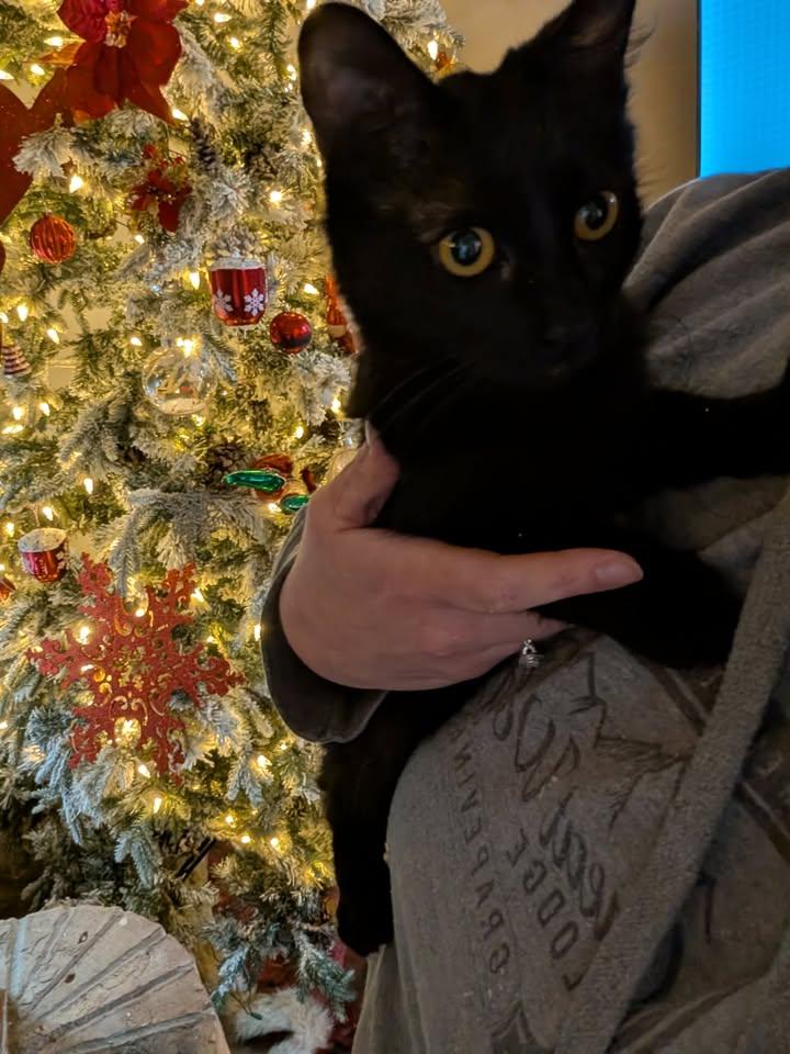 Enlarge Nyx, an adopted Domestic Medium Hair in Mabank, TX image 4/6