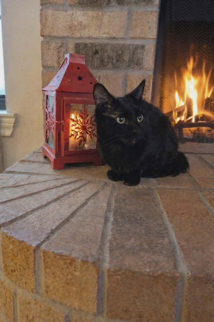 Enlarge Nyx, an adopted Domestic Medium Hair in Mabank, TX image 3/6