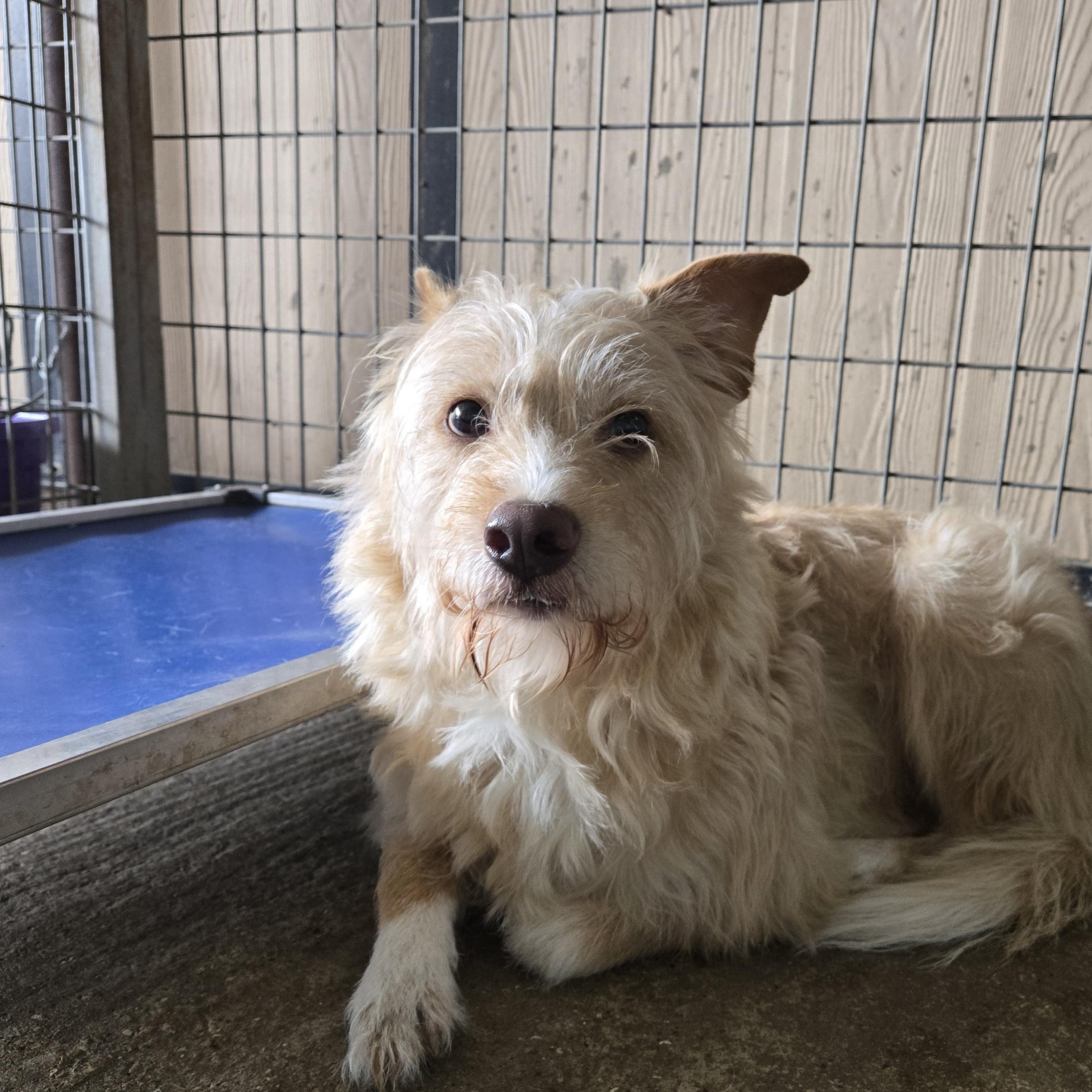 Enlarge Smitty, a ADOPTABLE mixed breed in Graham, TX image 2/2