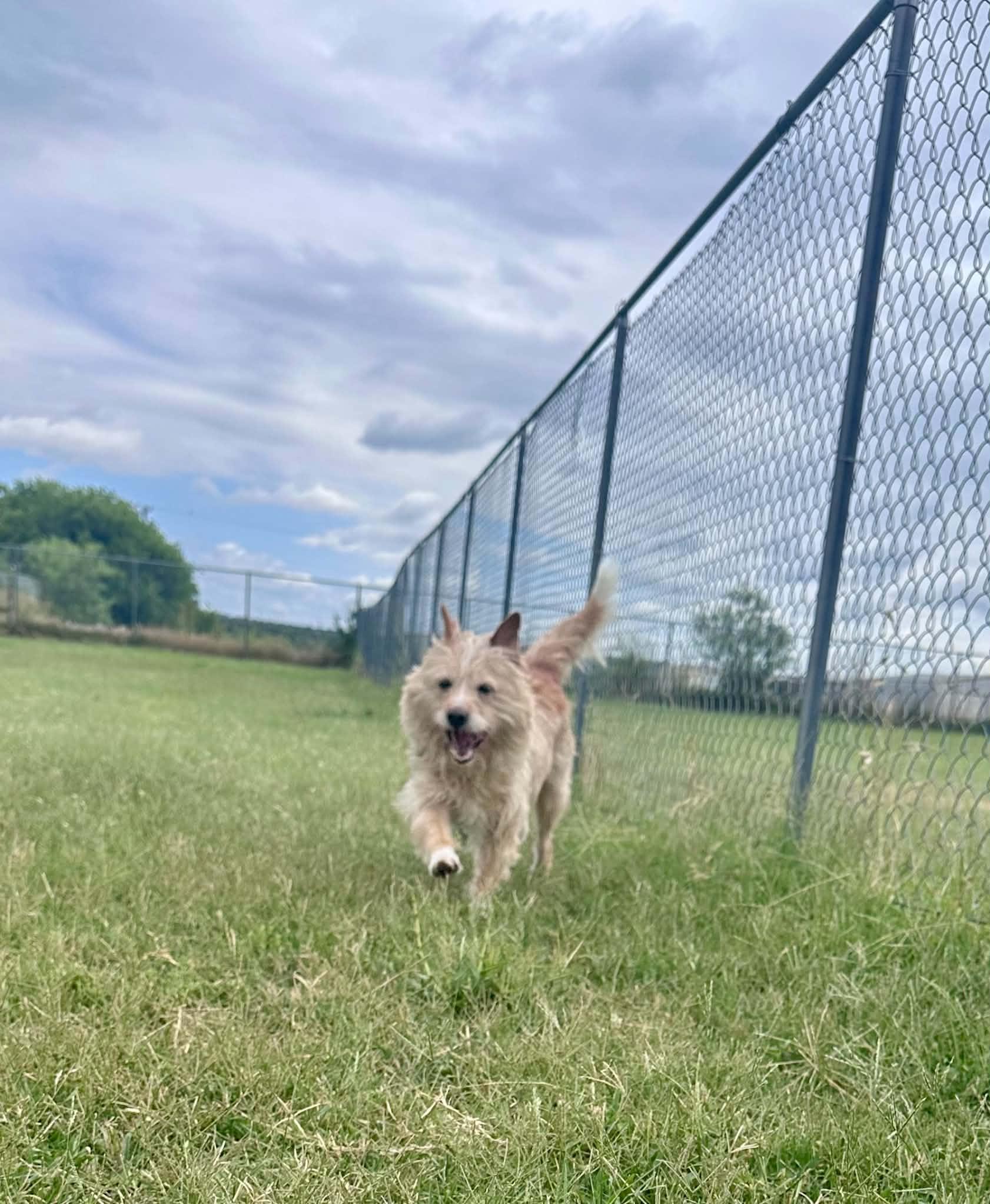 Enlarge Smitty, a ADOPTABLE mixed breed in Graham, TX image 2/4