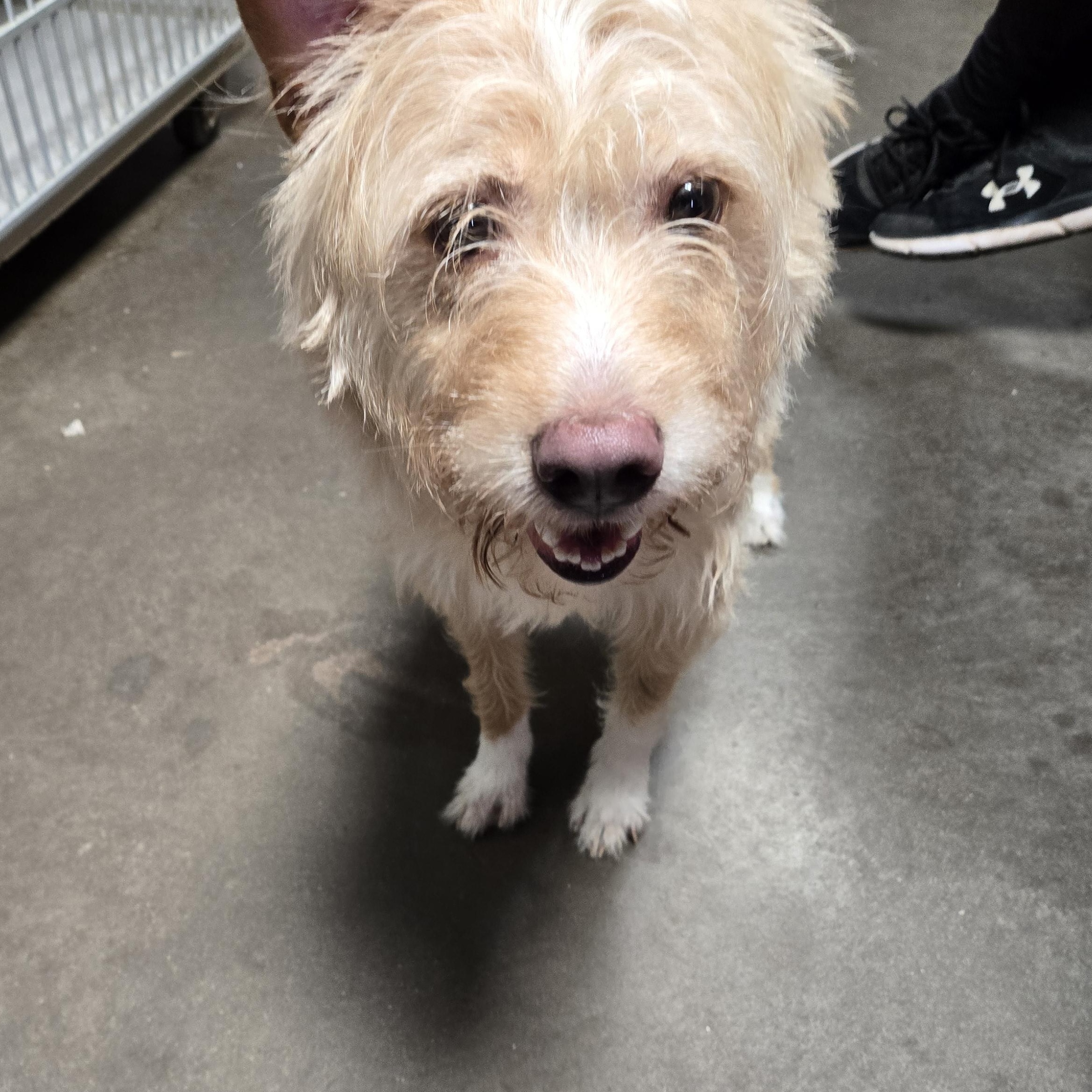 Smitty, ADOPTABLE, Adult Male Terrier & Mixed Breed.