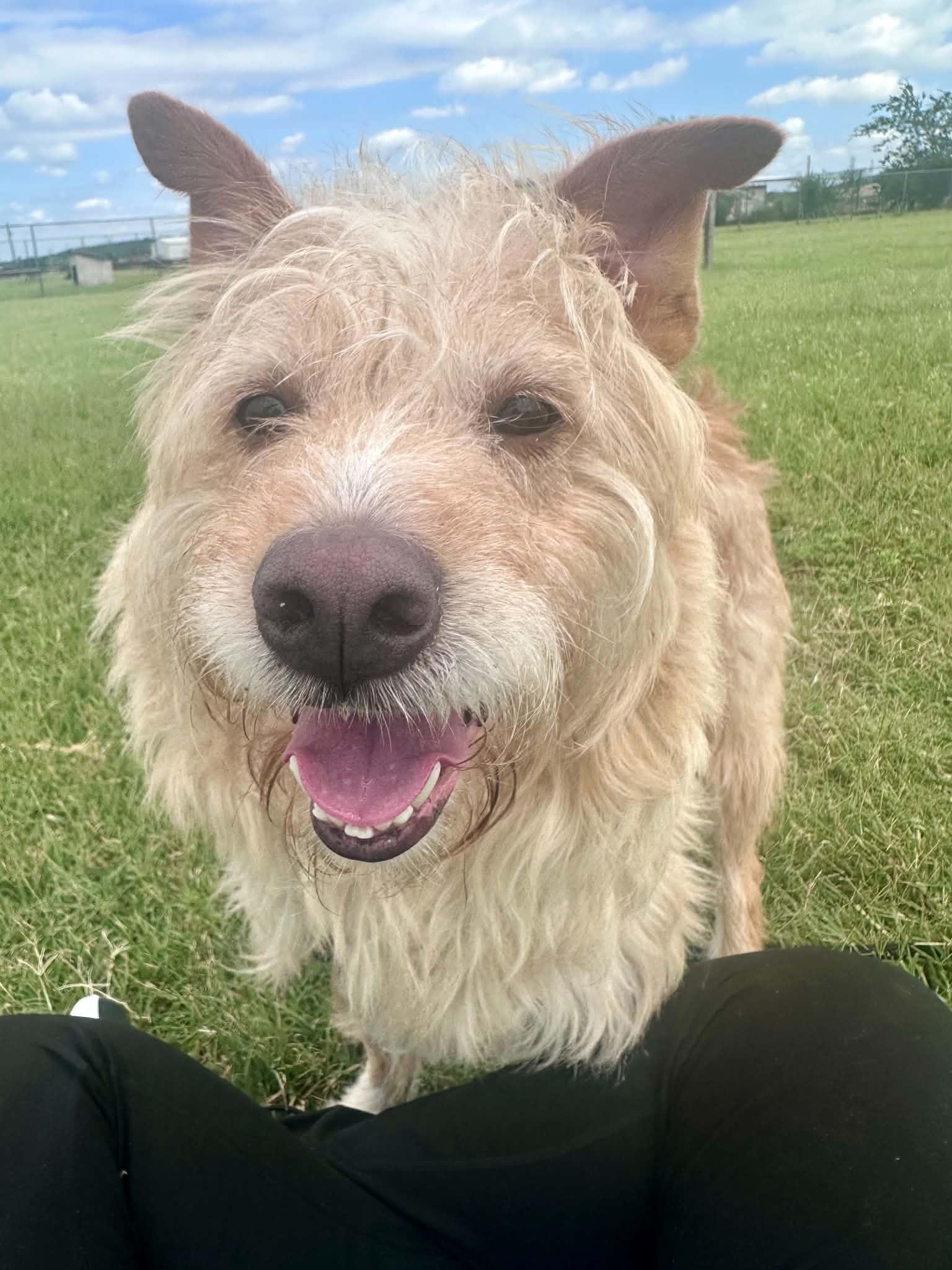 Smitty, ADOPTABLE, Adult Male Terrier & Mixed Breed.