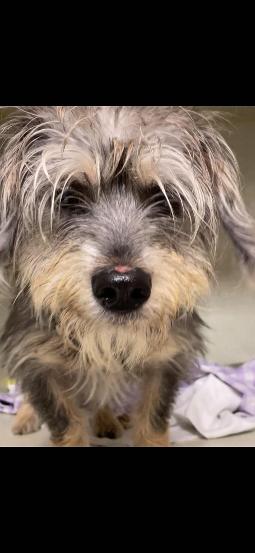 Adam King, Adoptable, Young Male Yorkshire Terrier & Mixed Breed.