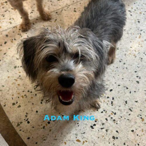 Enlarge Adam King, a Adoptable mixed breed in Broken Arrow, OK image 1/2