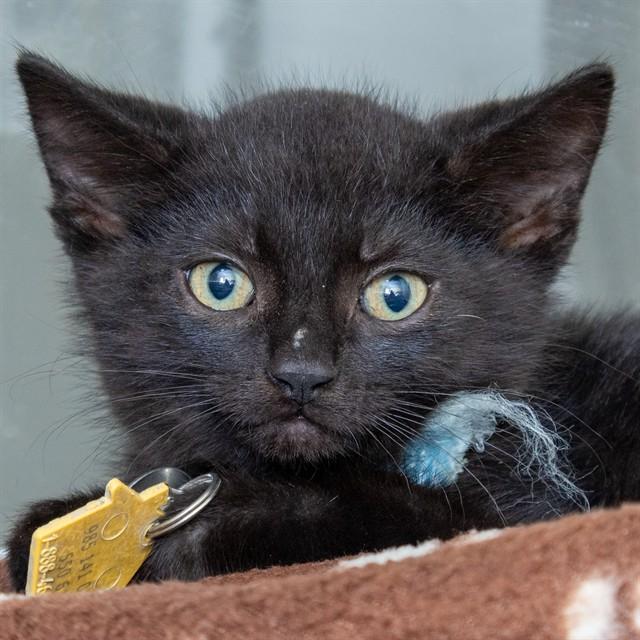 Enlarge CAJUN, a Adoptable Domestic Short Hair in St. Louis, MO image 1/1