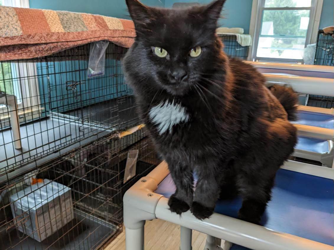 Enlarge Jett, a Adopted Domestic Long Hair in Broomall, PA image 1/2