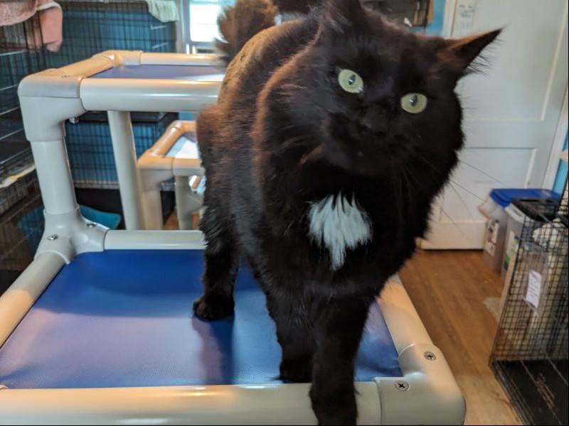 Enlarge Jett, a Adopted Domestic Long Hair in Broomall, PA image 2/2