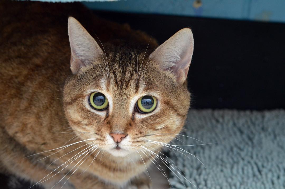 Stanley, adopted, Adult Female Domestic Short Hair & Tiger.