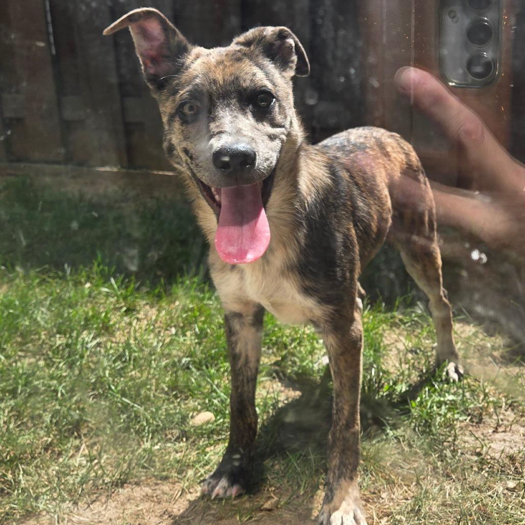 Cain AVAILABLE NOW, Adoptable, Puppy Male Catahoula Leopard Dog.