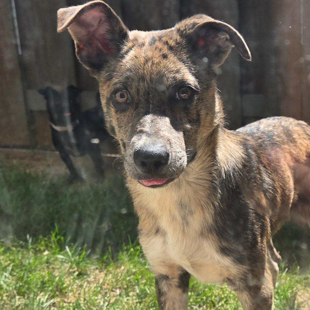 Cain AVAILABLE NOW, a Adoptable Catahoula Leopard Dog in Loves Park, IL image 2/3