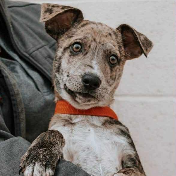 Enlarge Cain, a Adoptable Catahoula Leopard Dog in Loves Park, IL image 1/1