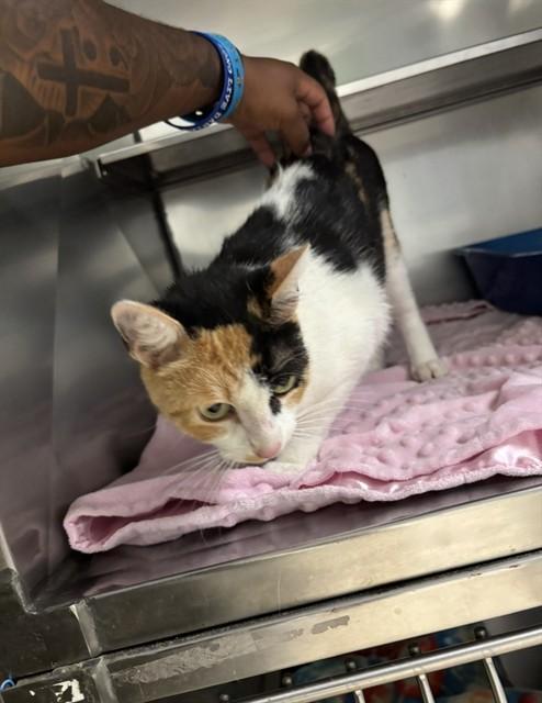 FUNFETTI, Adoptable, Young Female Domestic Short Hair.