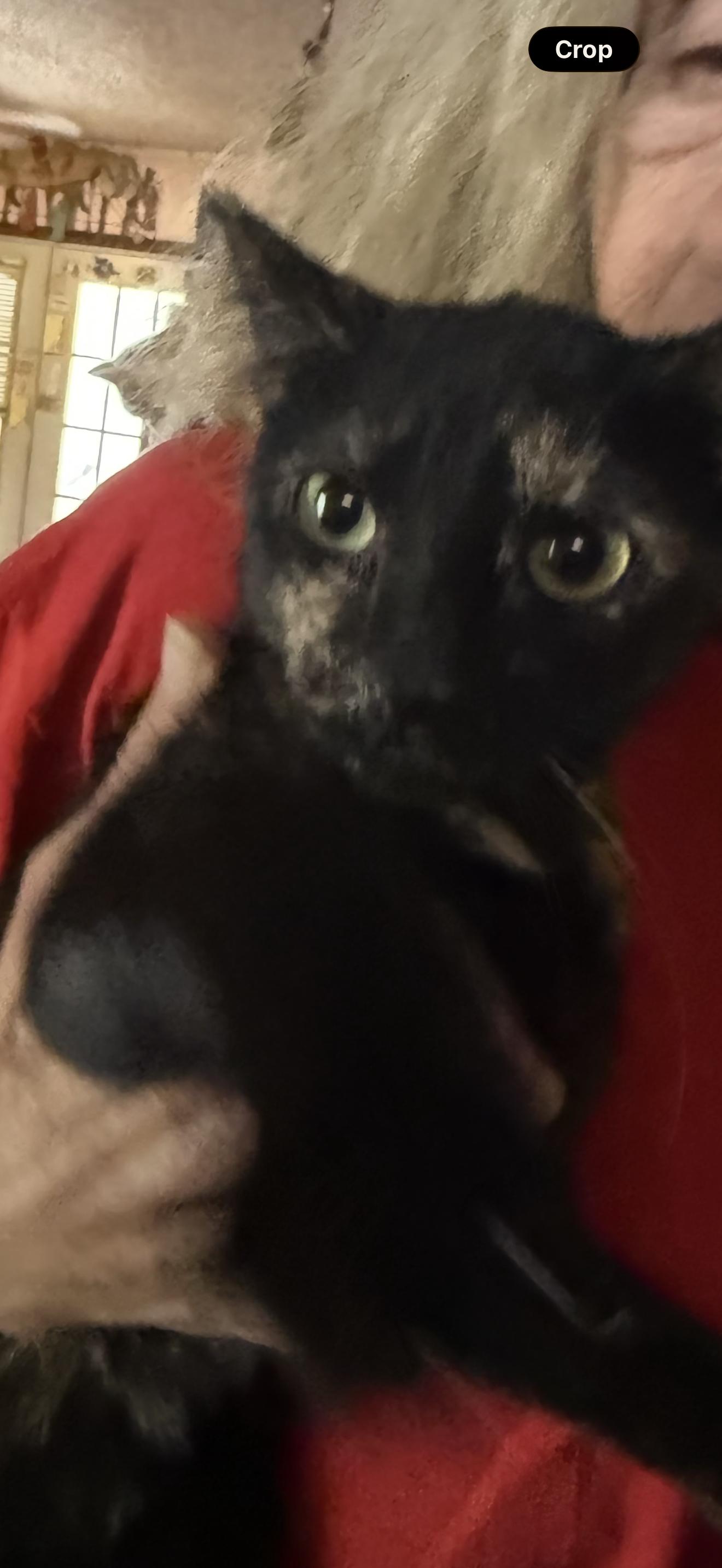 Moxie, ADOPTABLE, Young Female Tortoiseshell.
